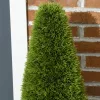 HOMCOM Kunstpflanze Zypresse 2 db-os készlet 90 cm műnövény műanyag cserépben műmohával