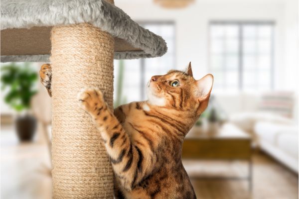 Macska kaparófa: Védje meg bútorait a macska karmolástól